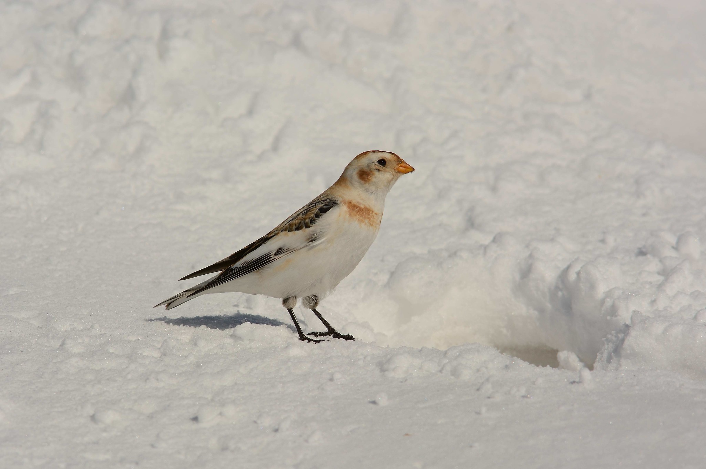 Snow Bunting