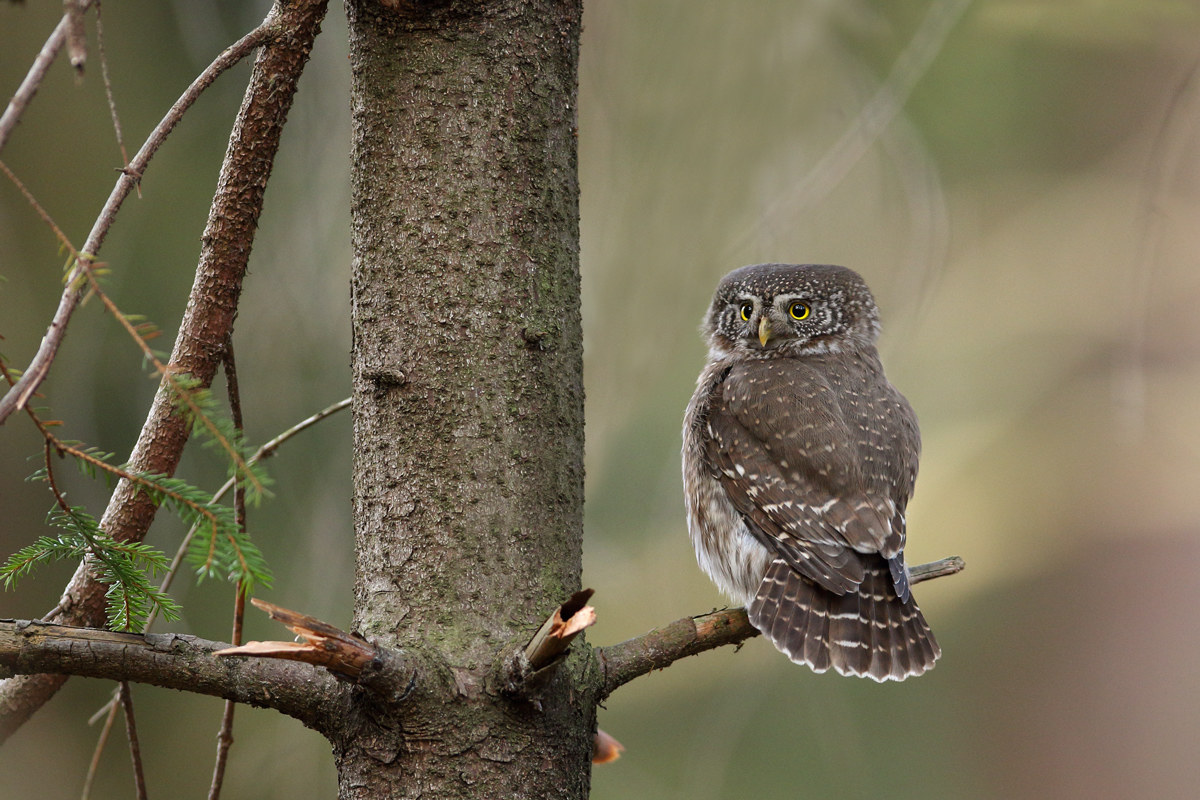 Pigmy owl