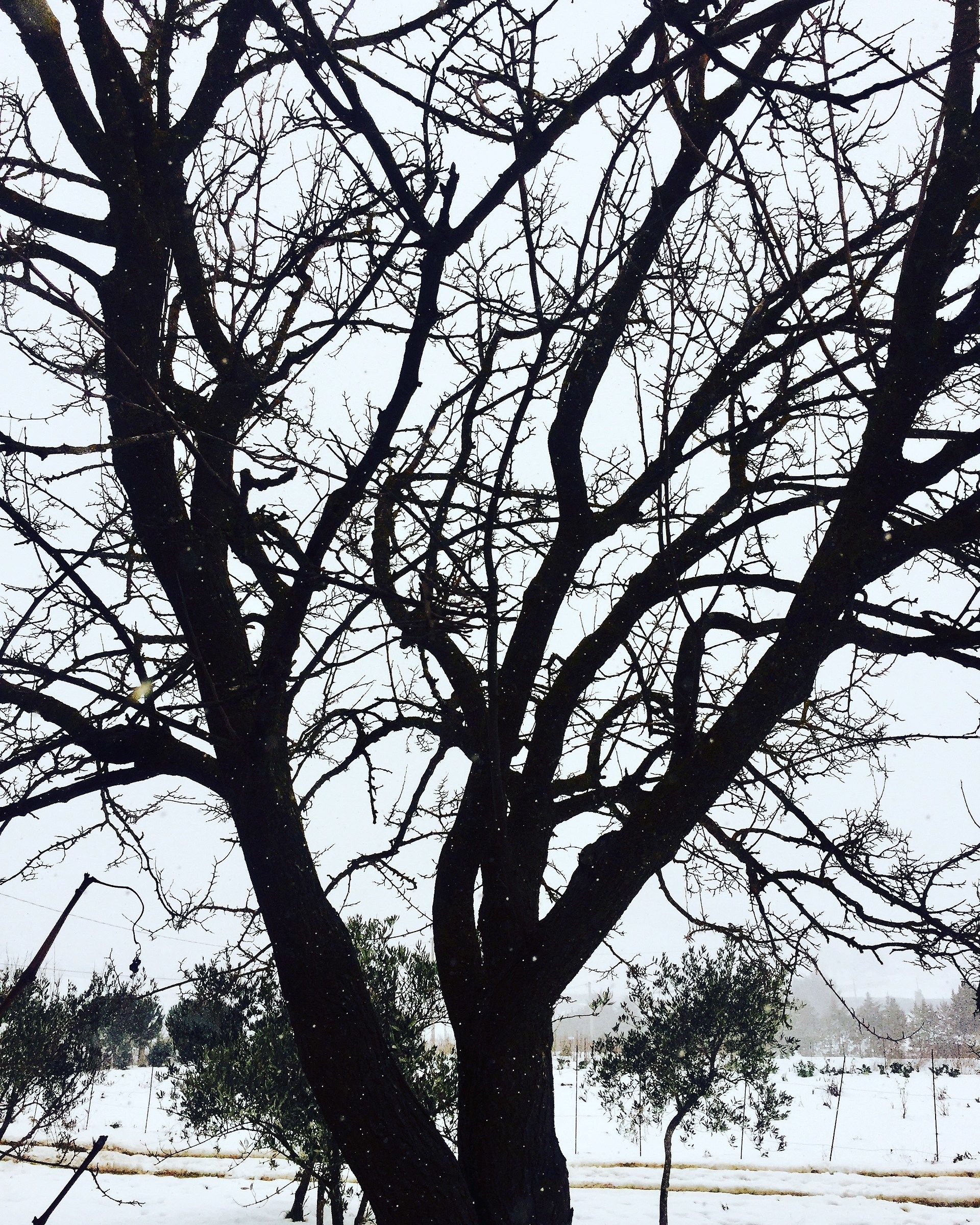 inverno 2017, santa cristina gela (pa)