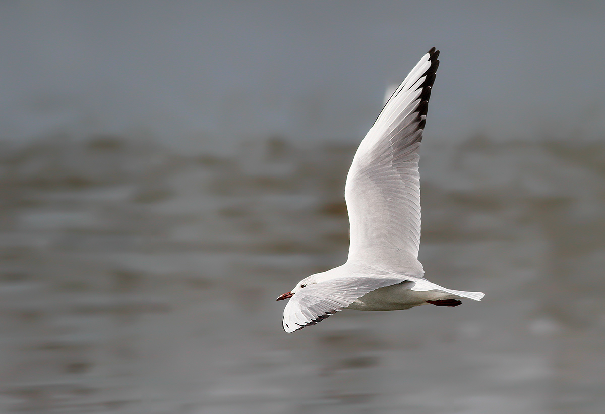 common gull