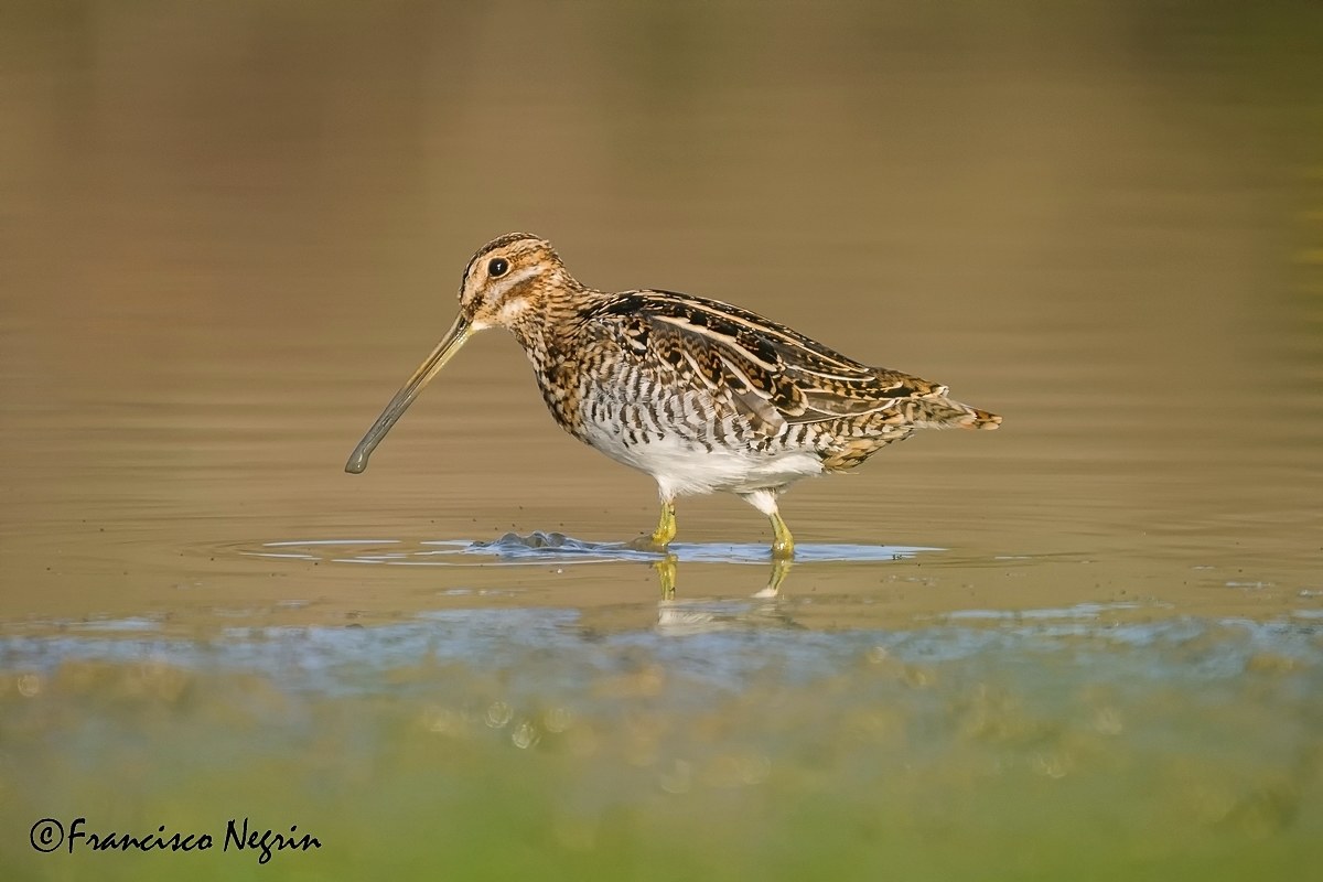 Snipe.
