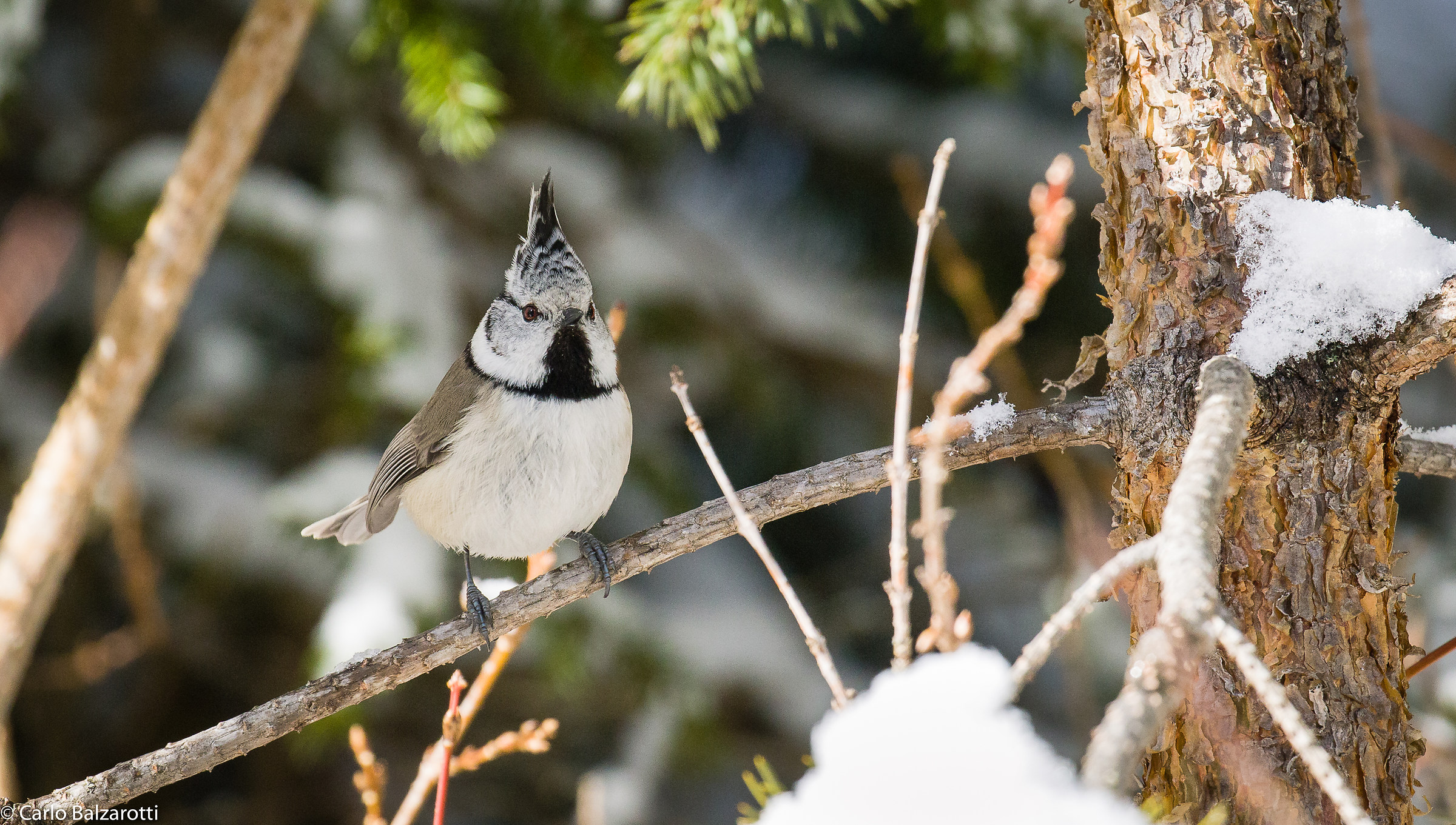 Crested Tit