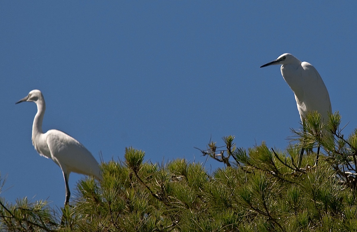 Egrets