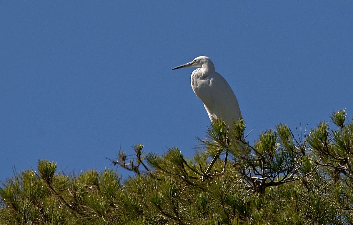 Egret