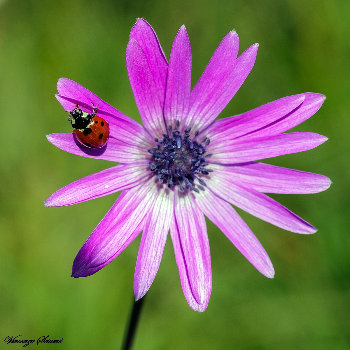 Anemone with ladybird.