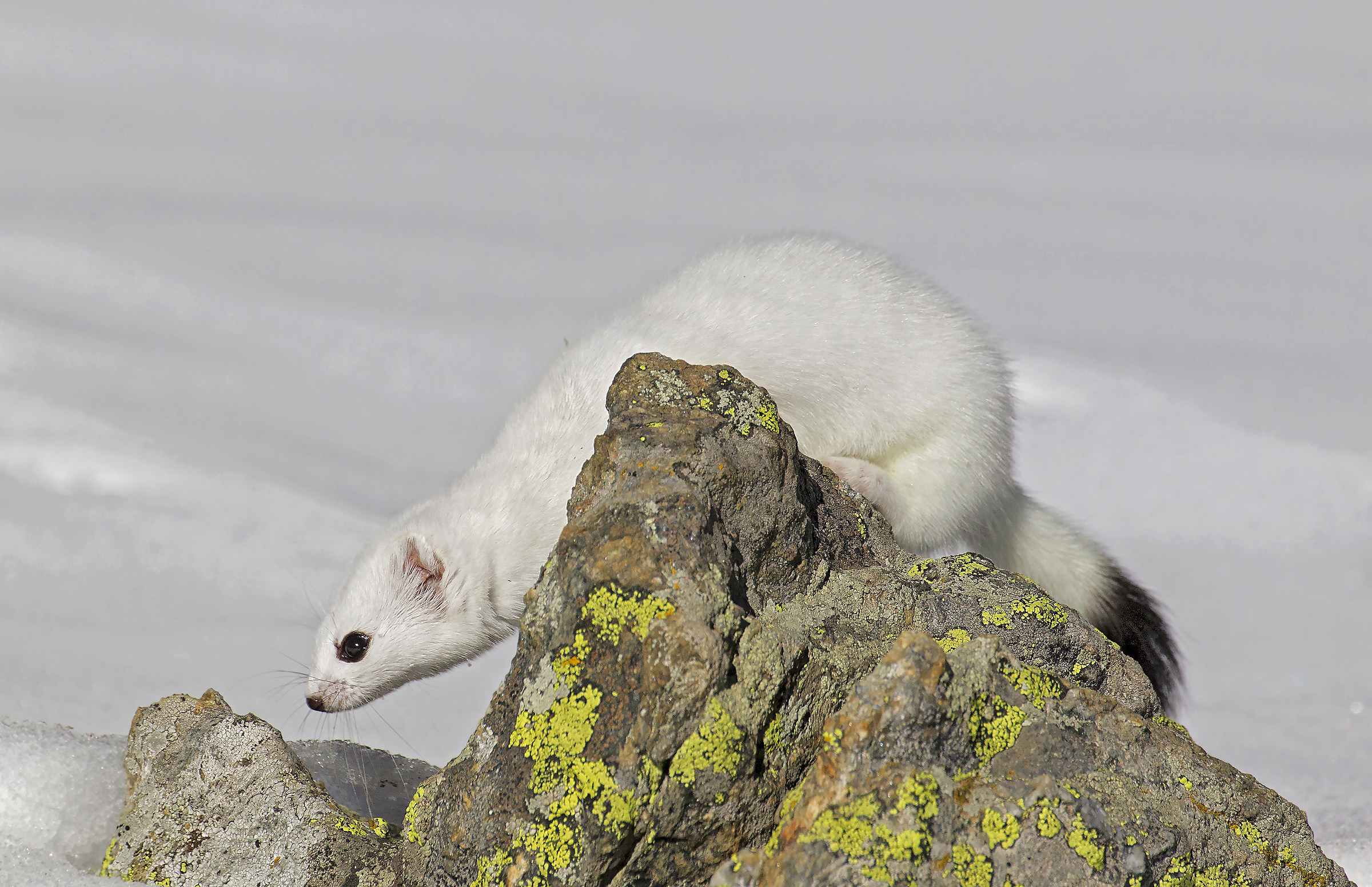 ermine