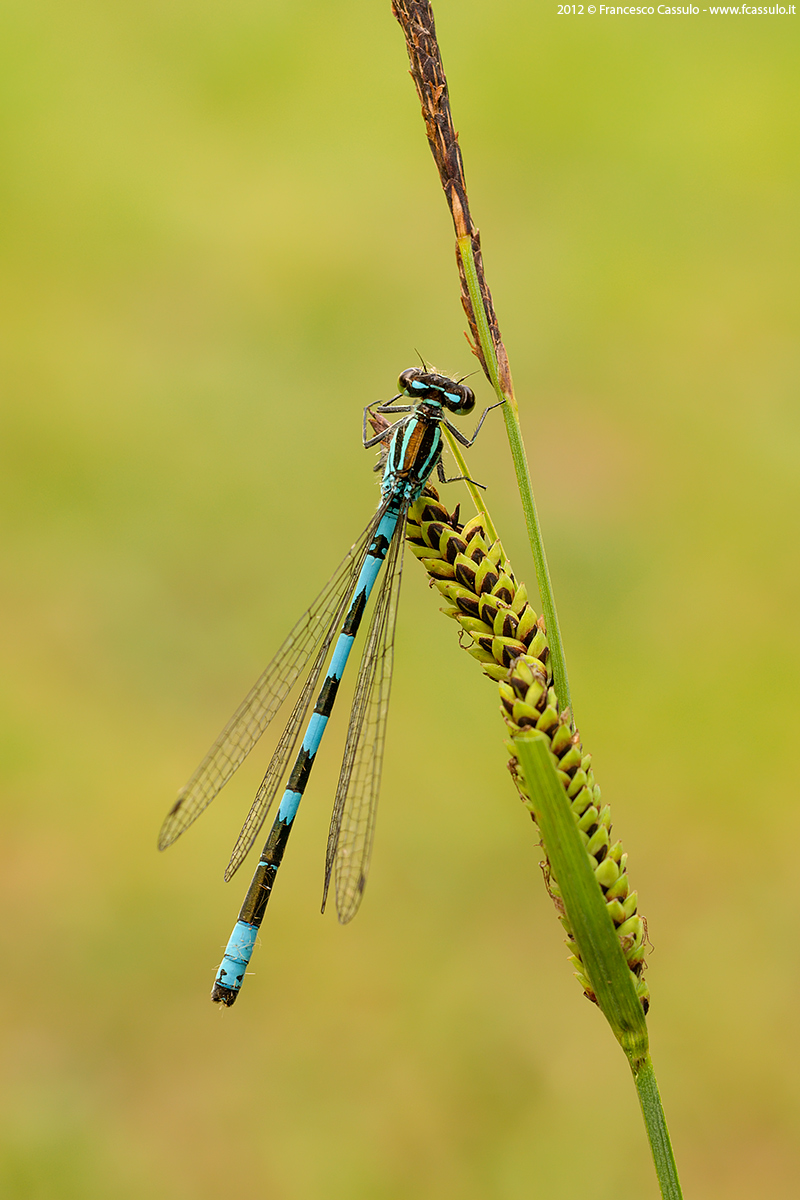 Erythromma lindenii (Selys, 1840)