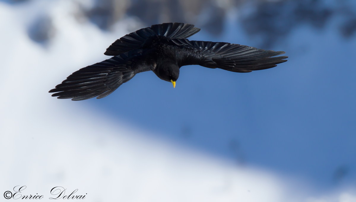 Alpine chough