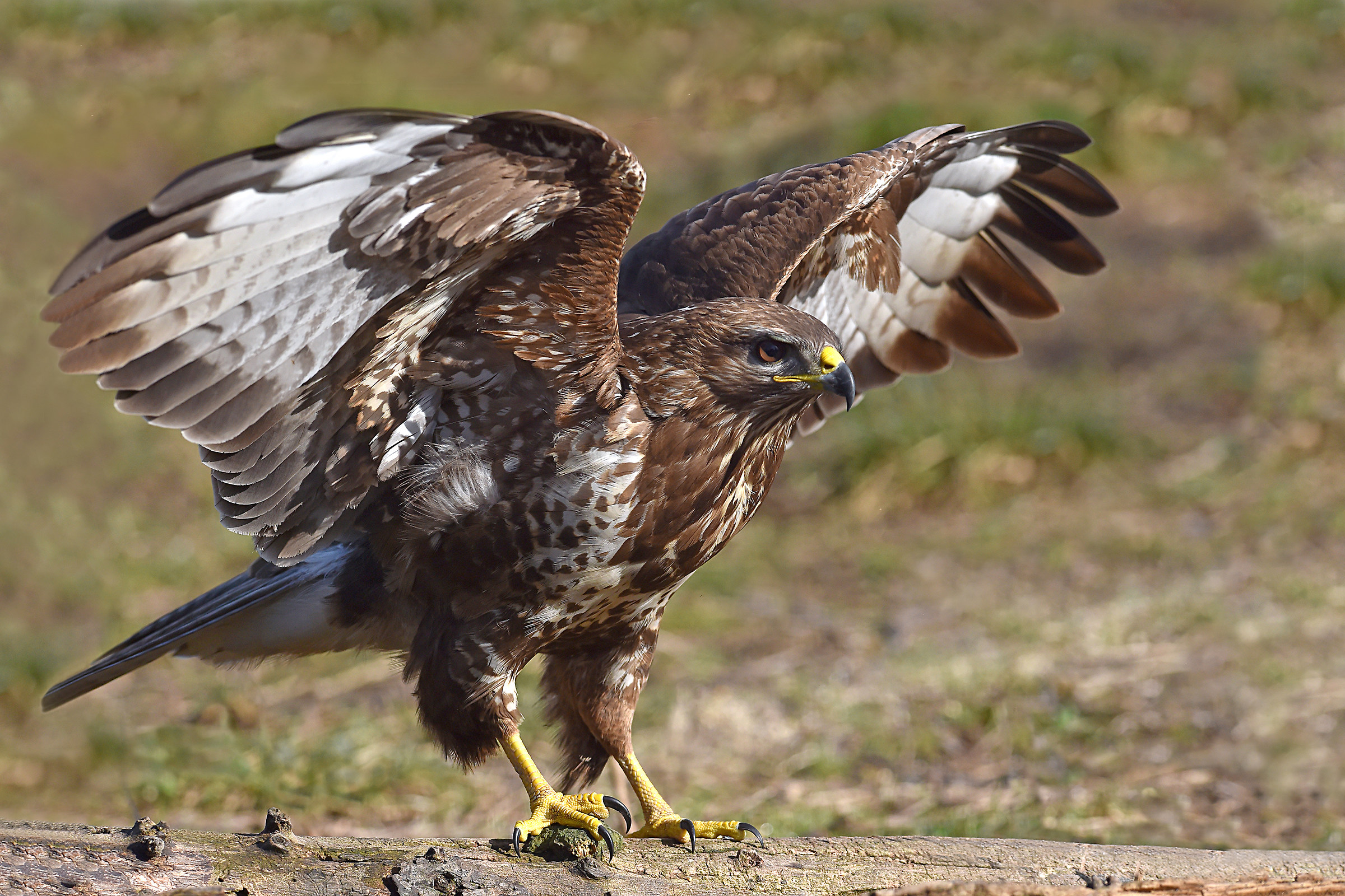 We do not expect the wind