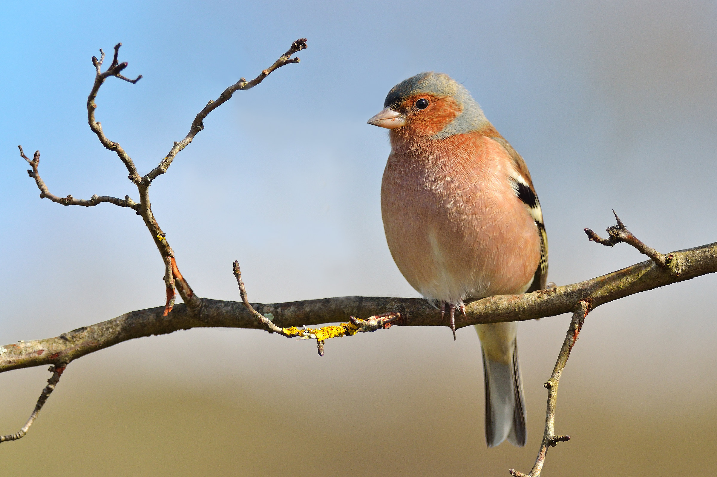 Fringuello  (Fringilla coelebs)