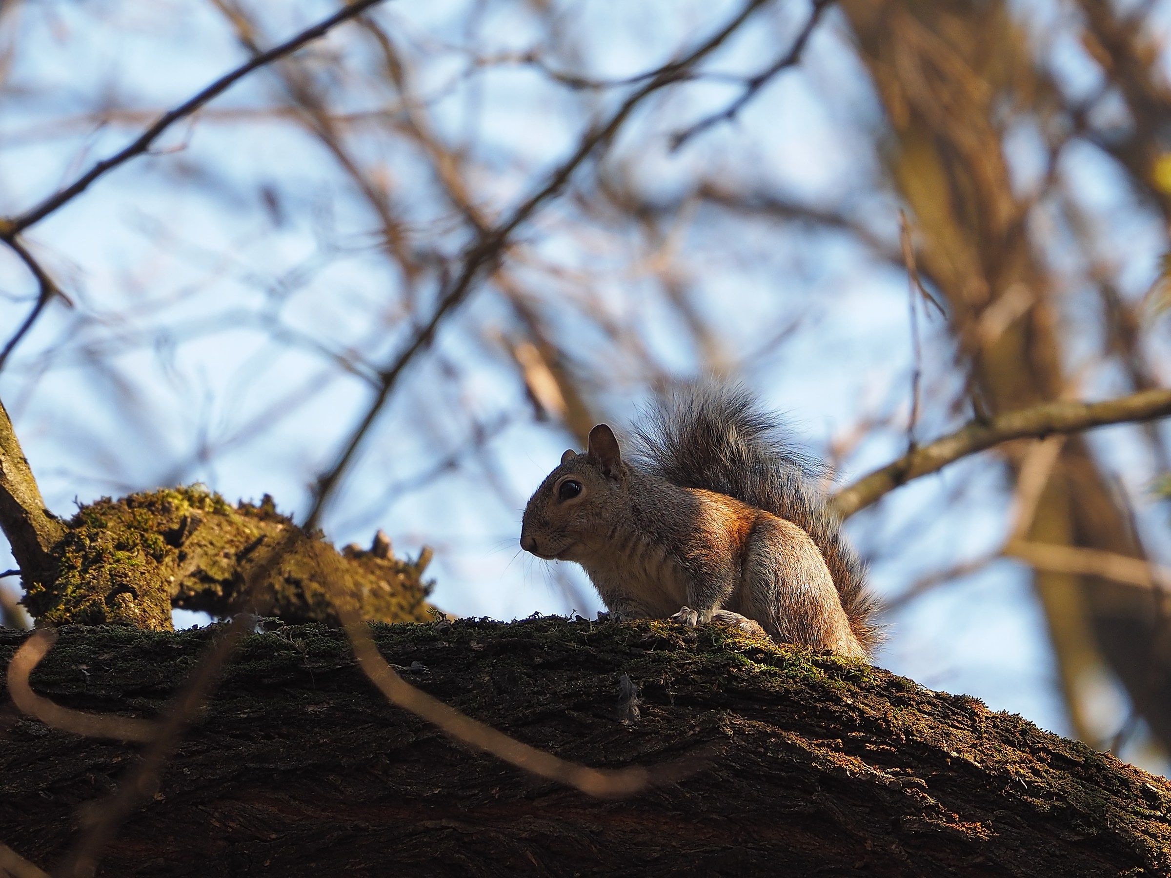 C'è l'hai una nocciolina ?