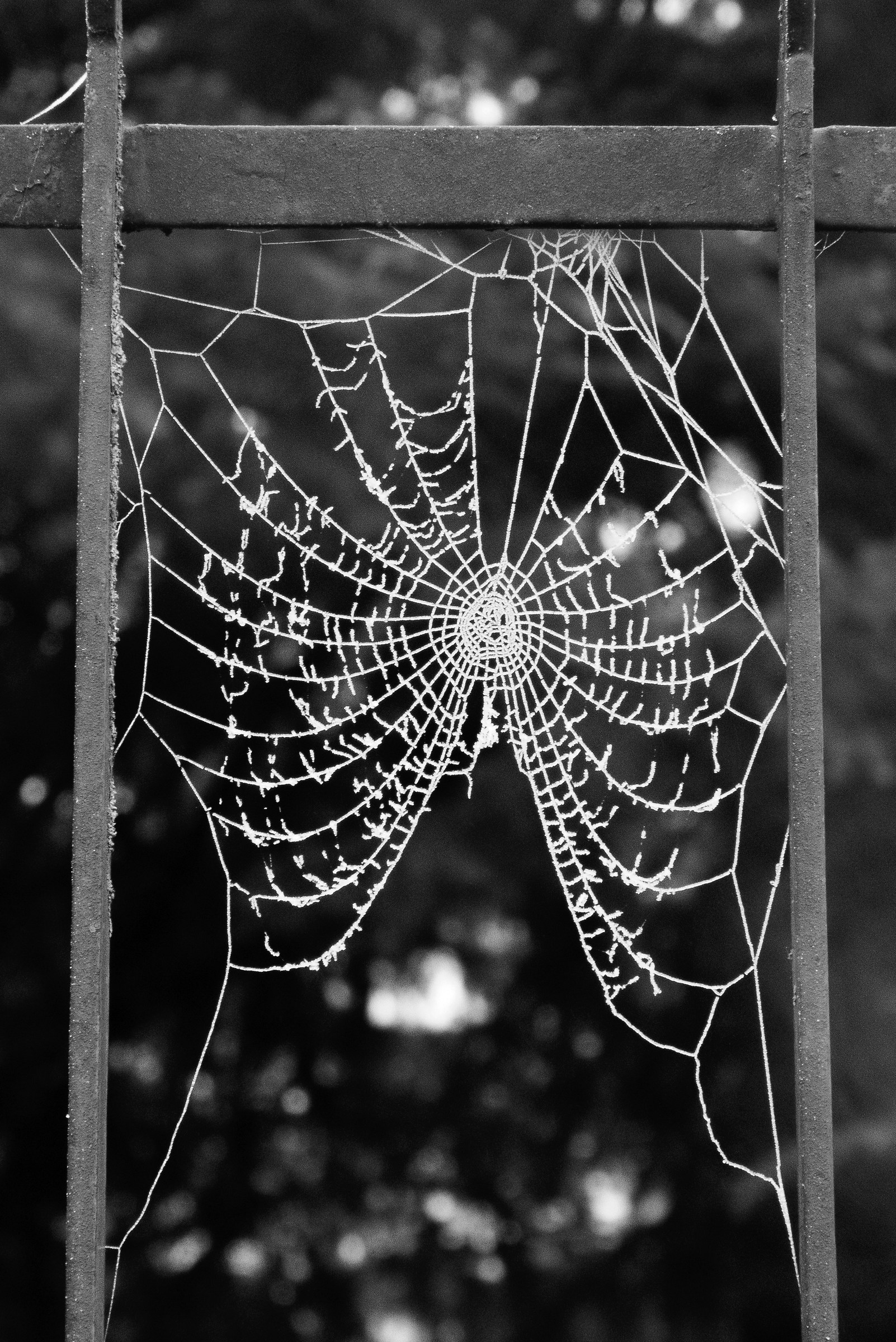 ice spiderweb