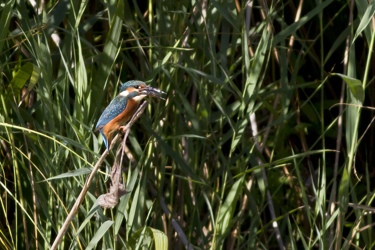 First outing with the new 7D