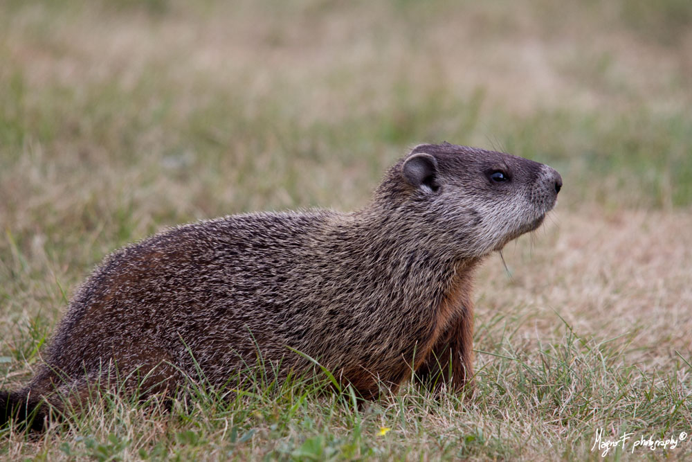 Marmotta in riva al S.Lorenzo