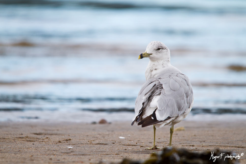 Gabbiano a Tadoussac