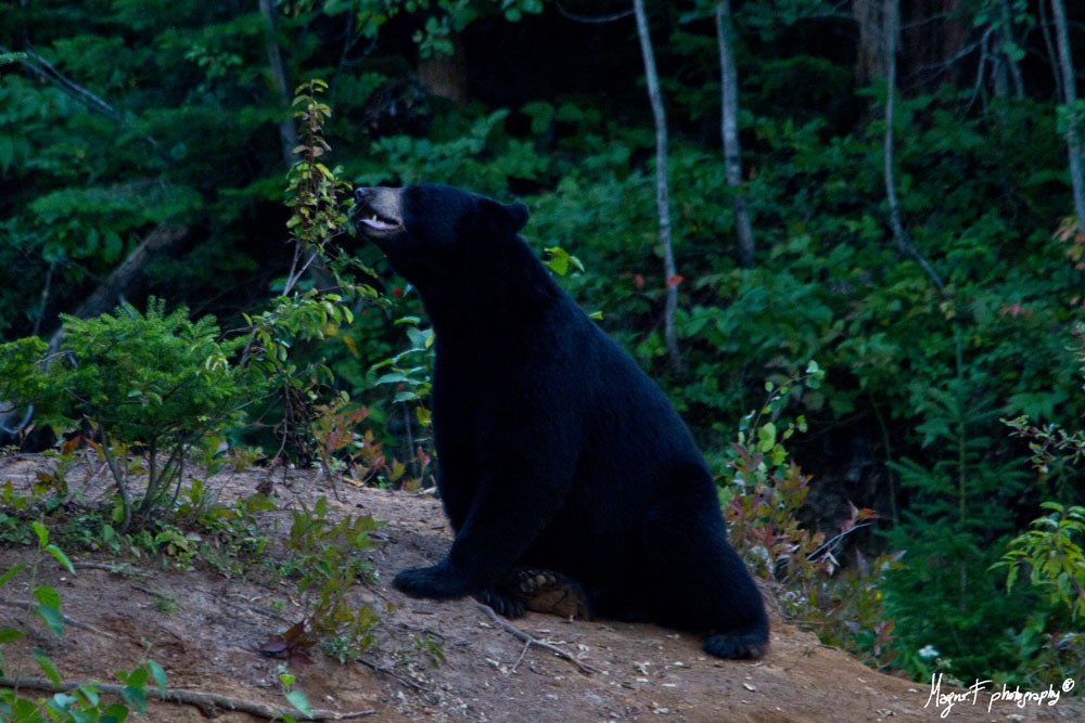 Orso nero che mangia le bacche
