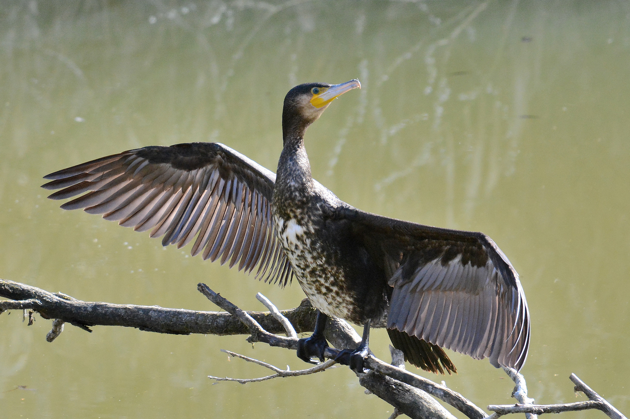 Cormorant