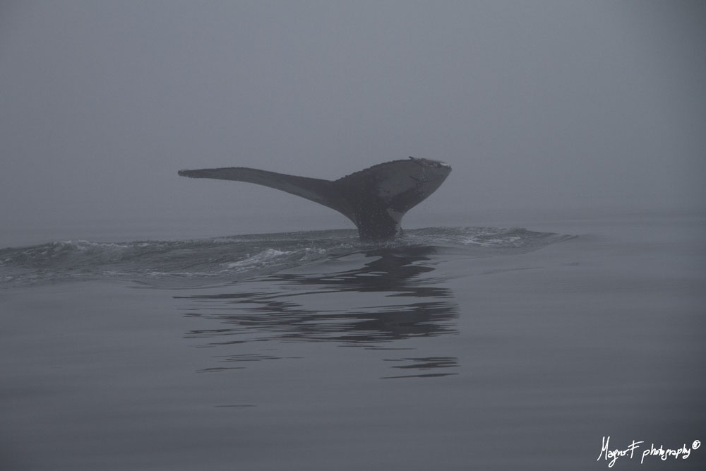 Balena 2 a Tadoussac