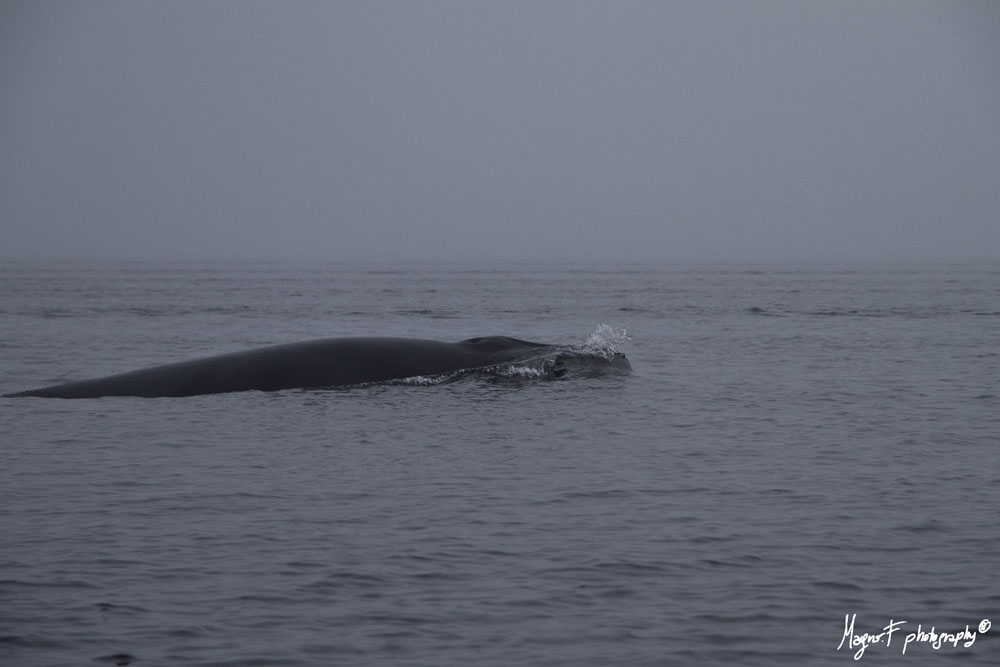 Balena 3 a Tadoussac