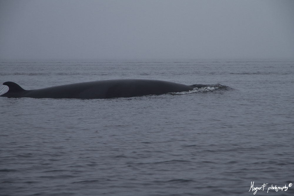 Balena 4 a Tadoussac