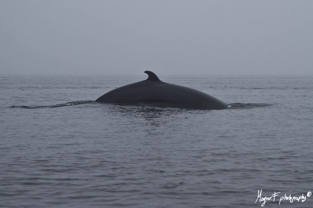 Balena 5 a Tadoussac