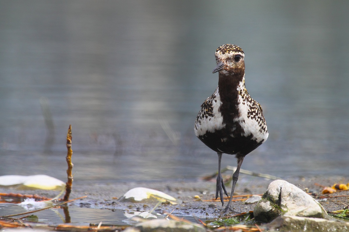 Piviere dorato in abito estivo