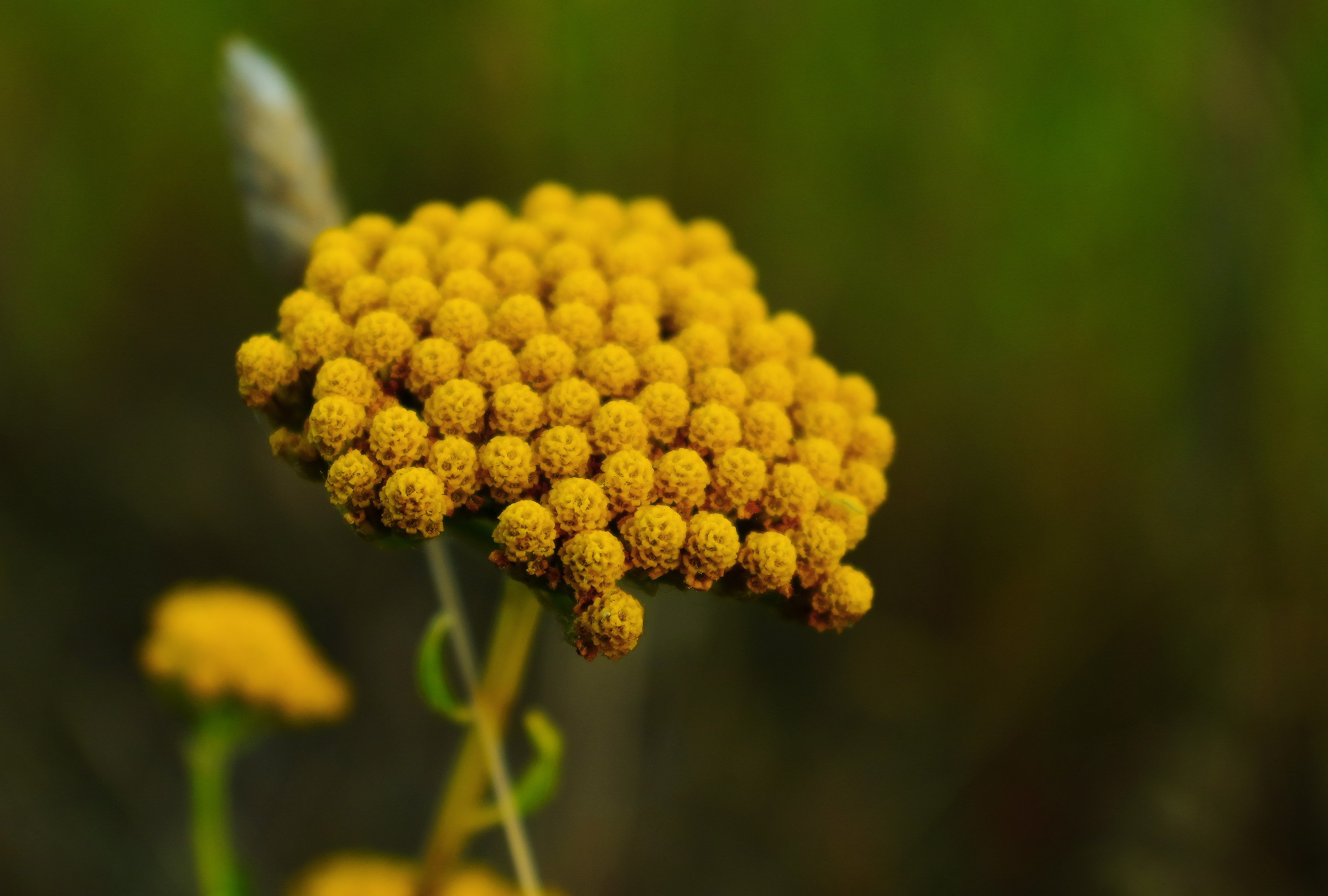 helichrysum