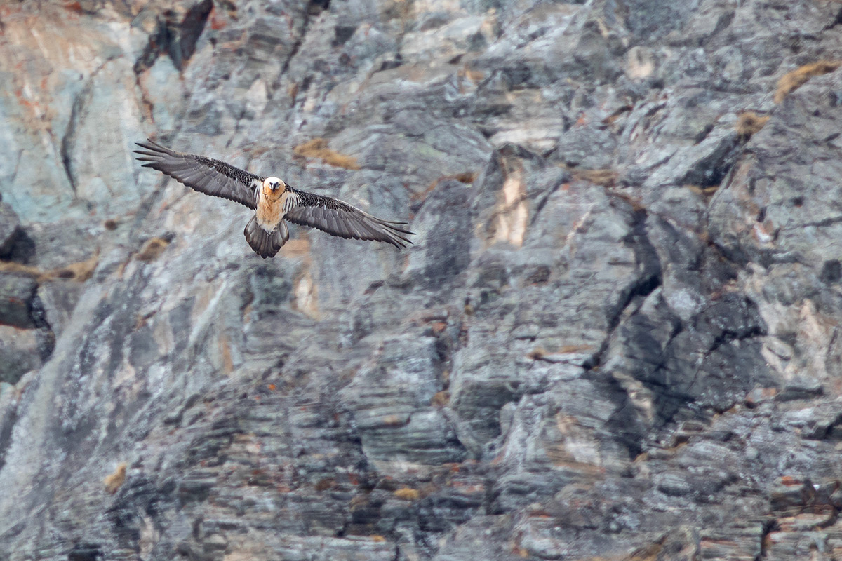 Bearded Vulture on the rocks
