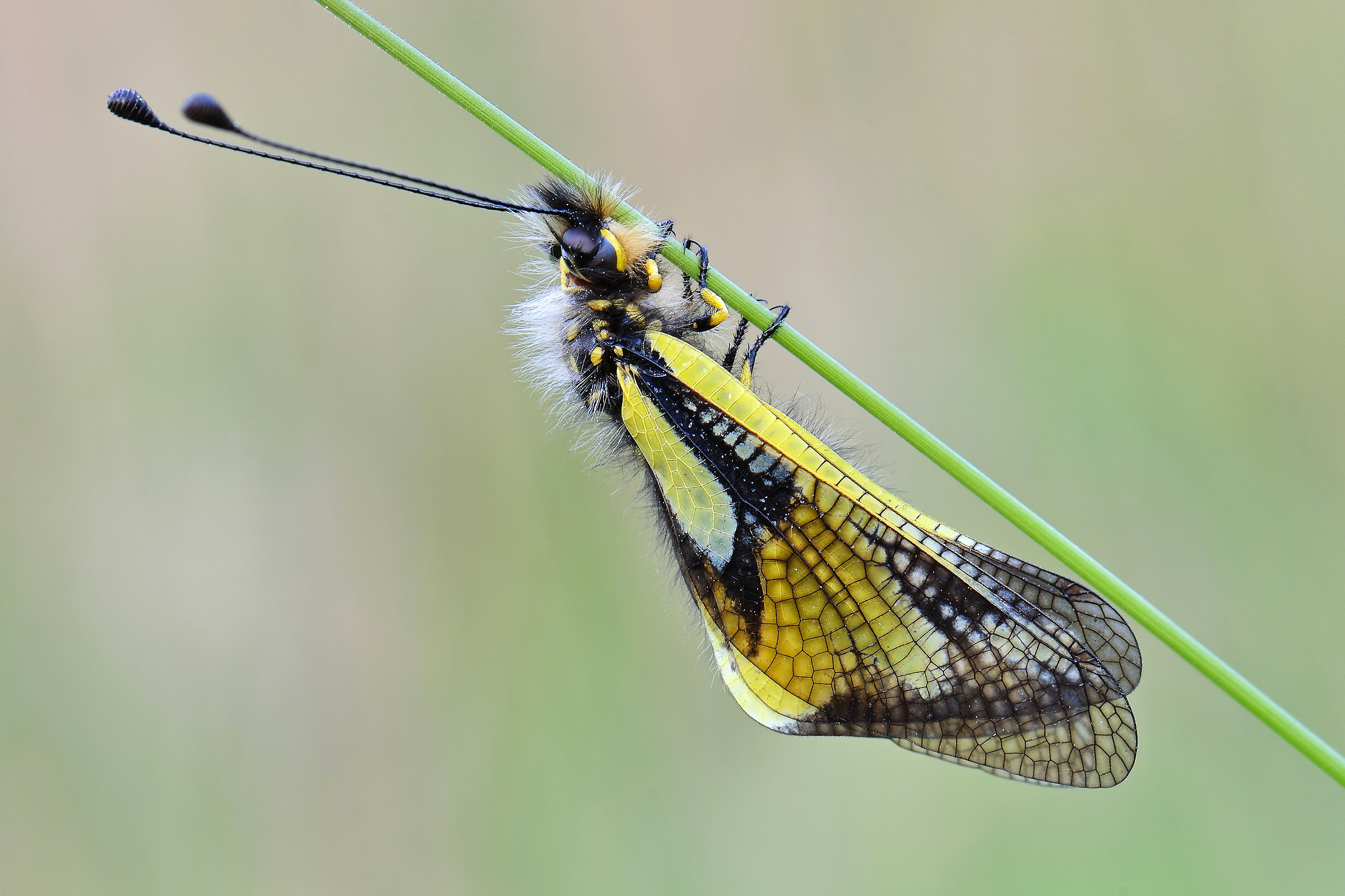 Libelloides coccajus, Ascalafide (Neurottero)