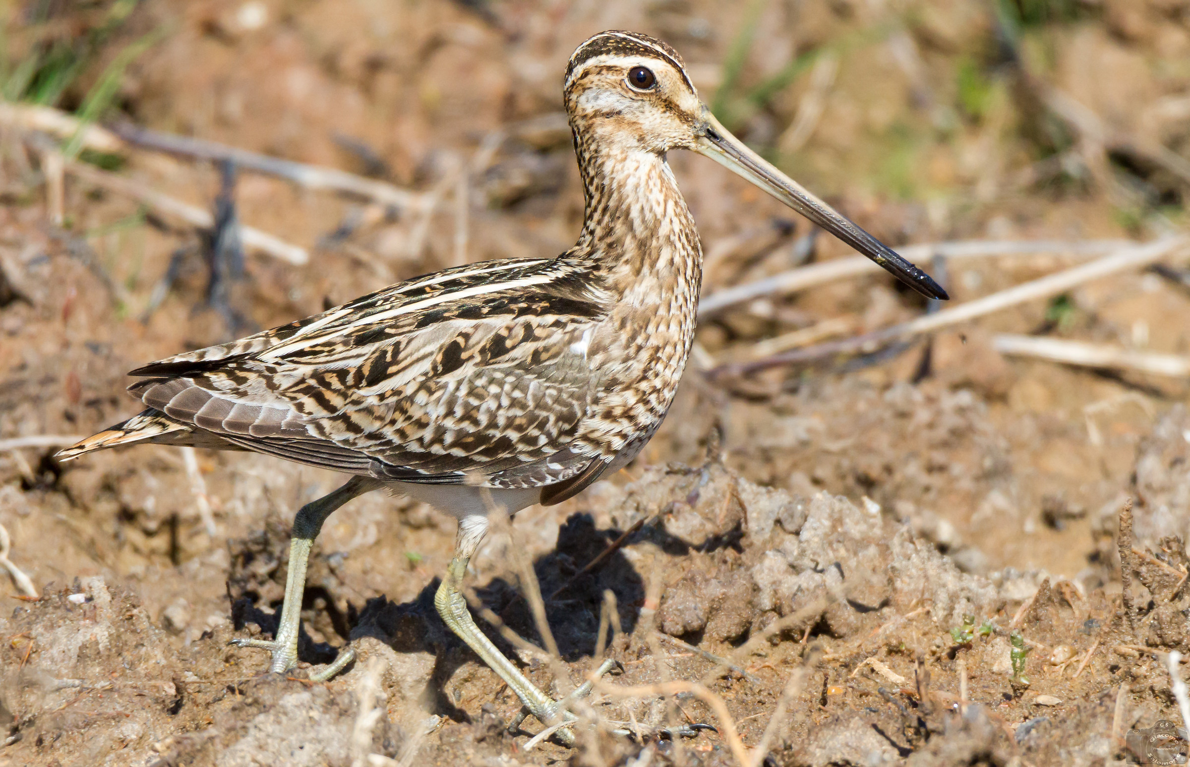 Snipe.