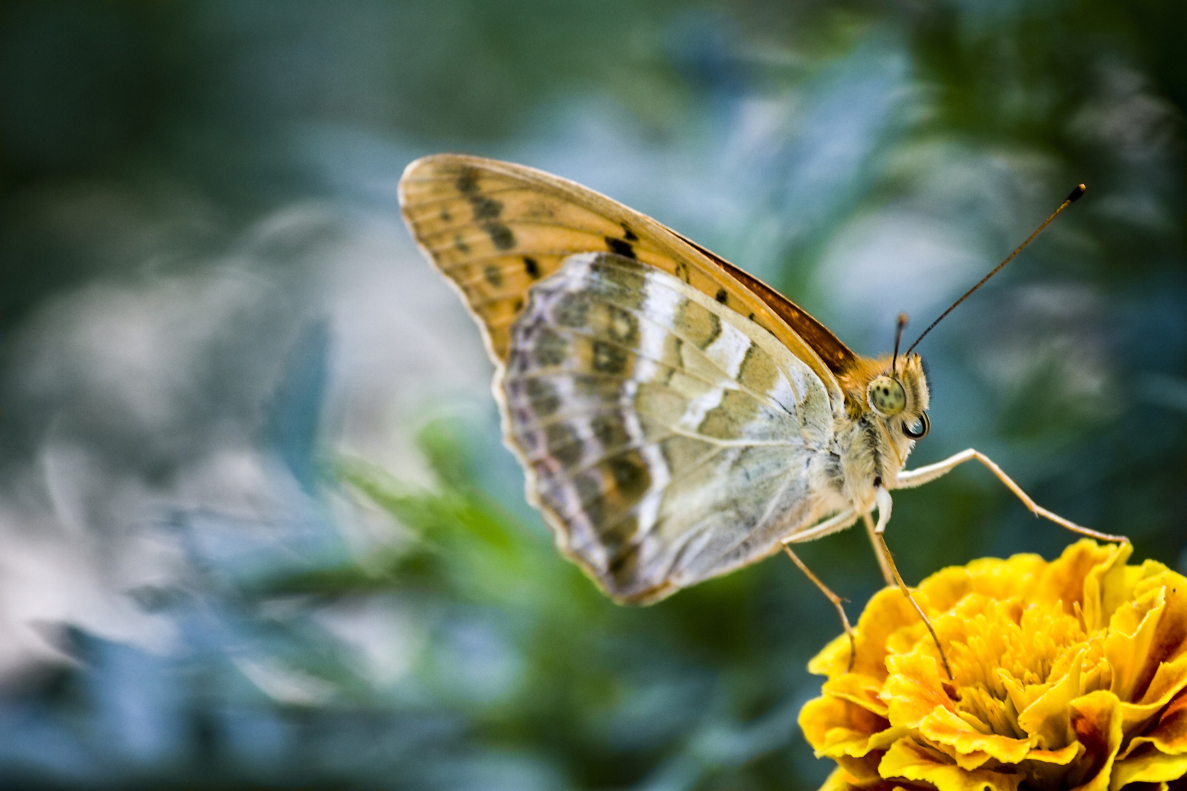 Farfalla sul fiore 3