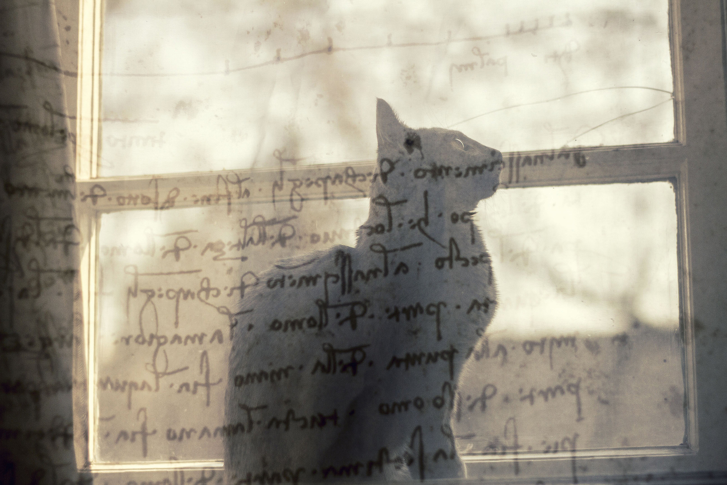 Gatto blu russo sulla finestra