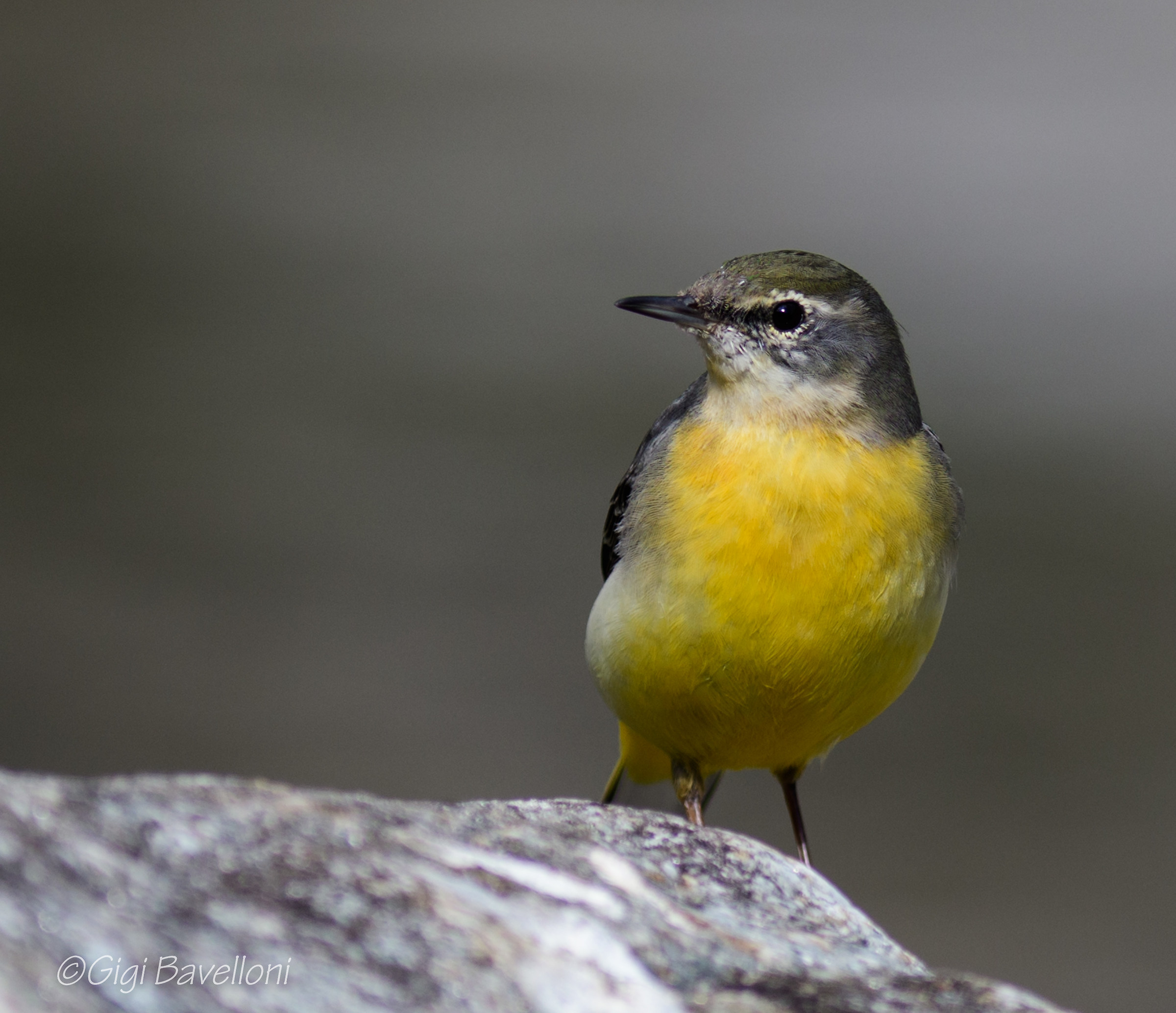 yellow wagtail