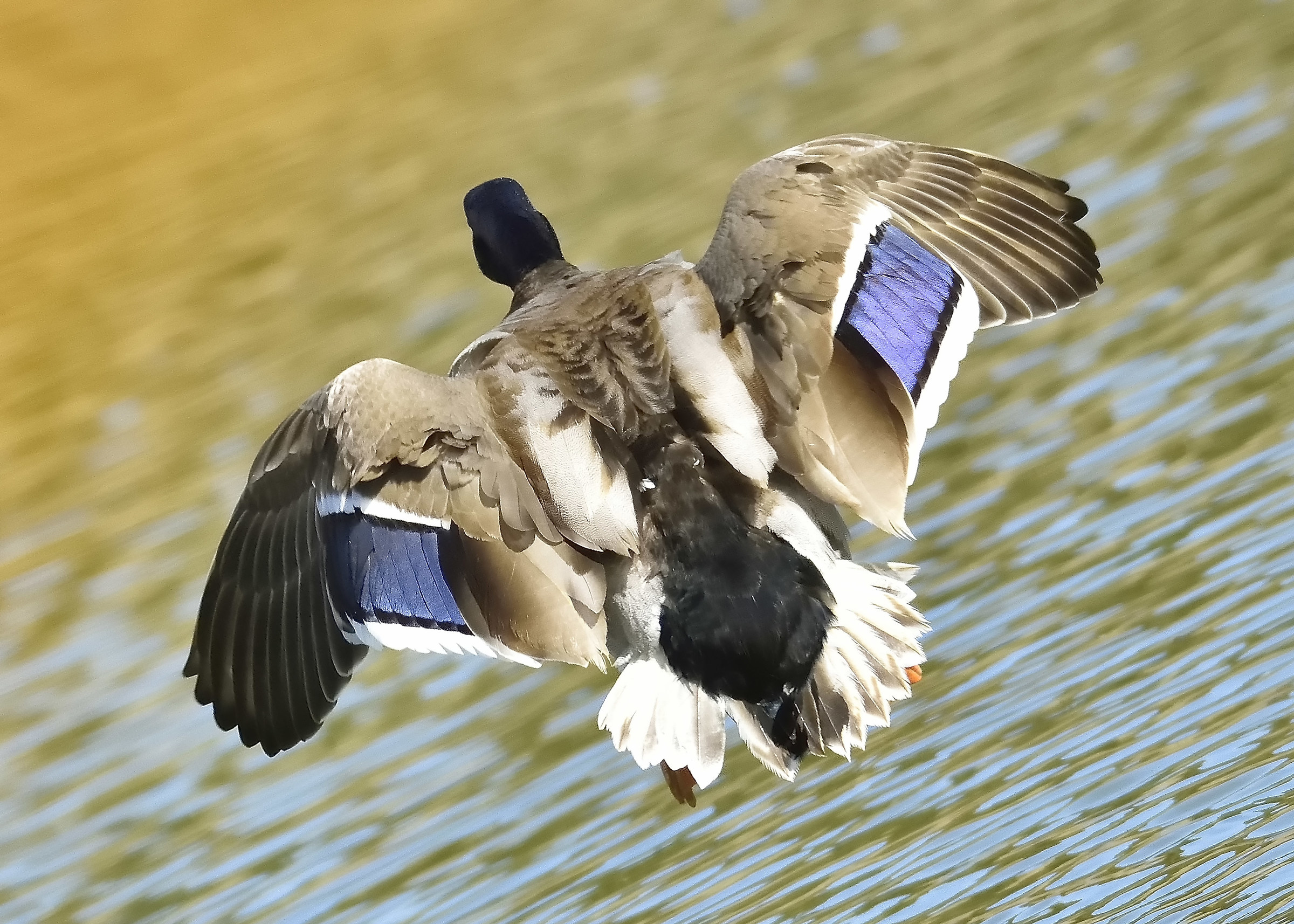 Mallard duck