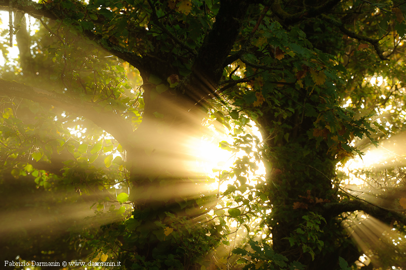Mugello, Woods, Sun and Fog