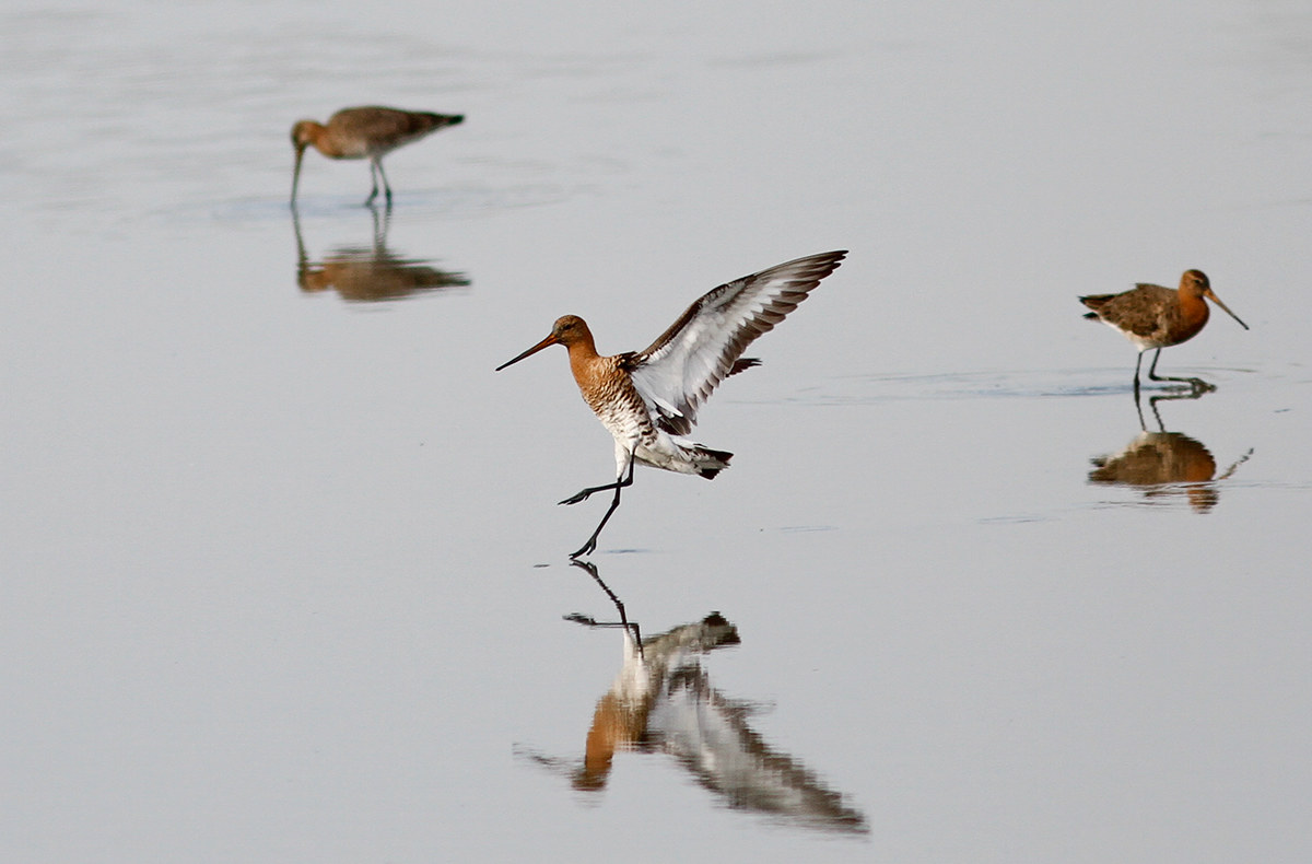 Godwit