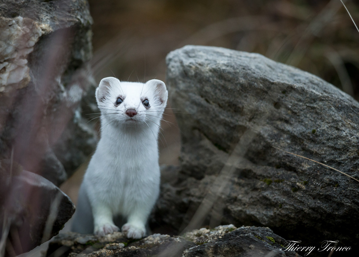 qualcuno sa quando nevicherà?