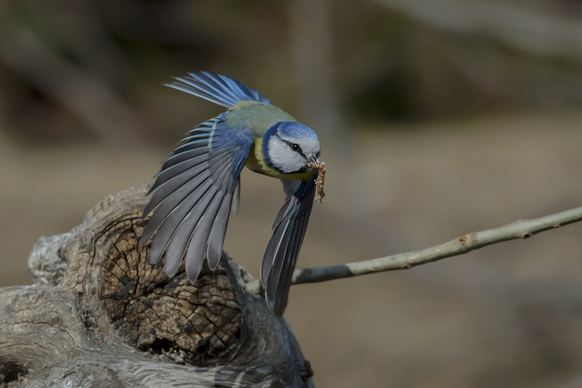 the detachment of the blue tit
