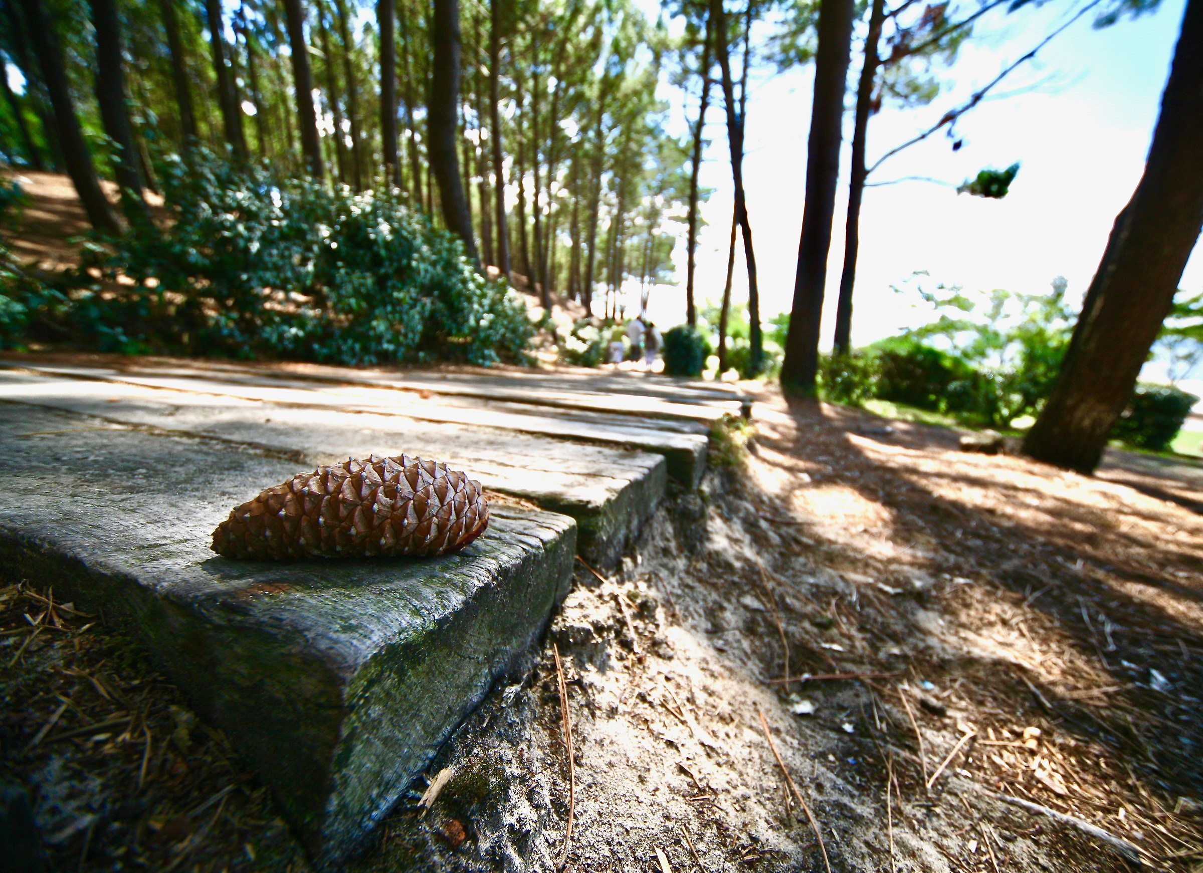 Pine Cone on the way