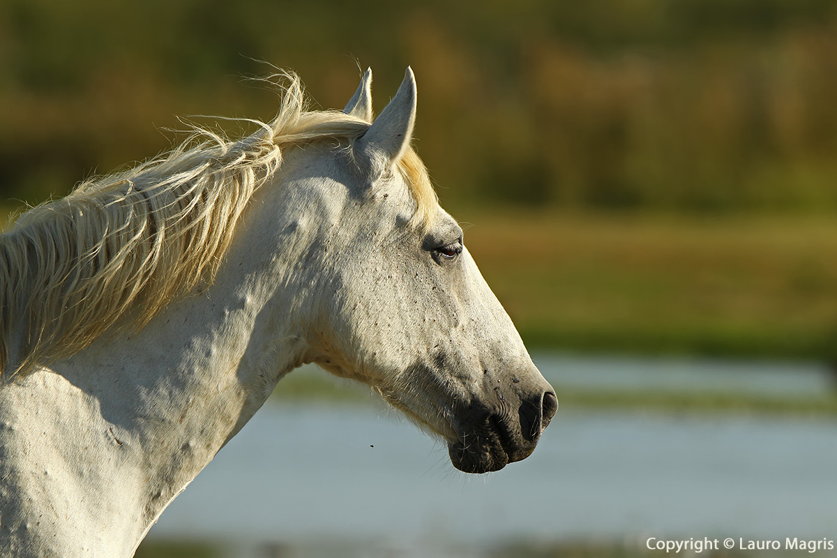 Primo piano cavallo Camargue