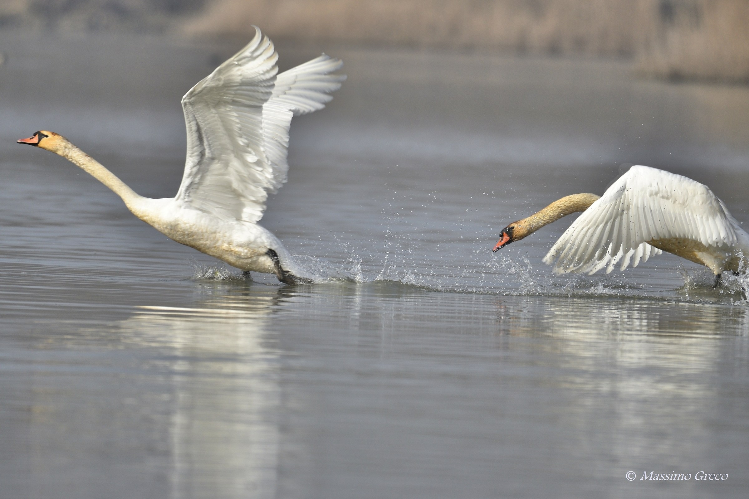 Inseguimento tra giovani Cigni