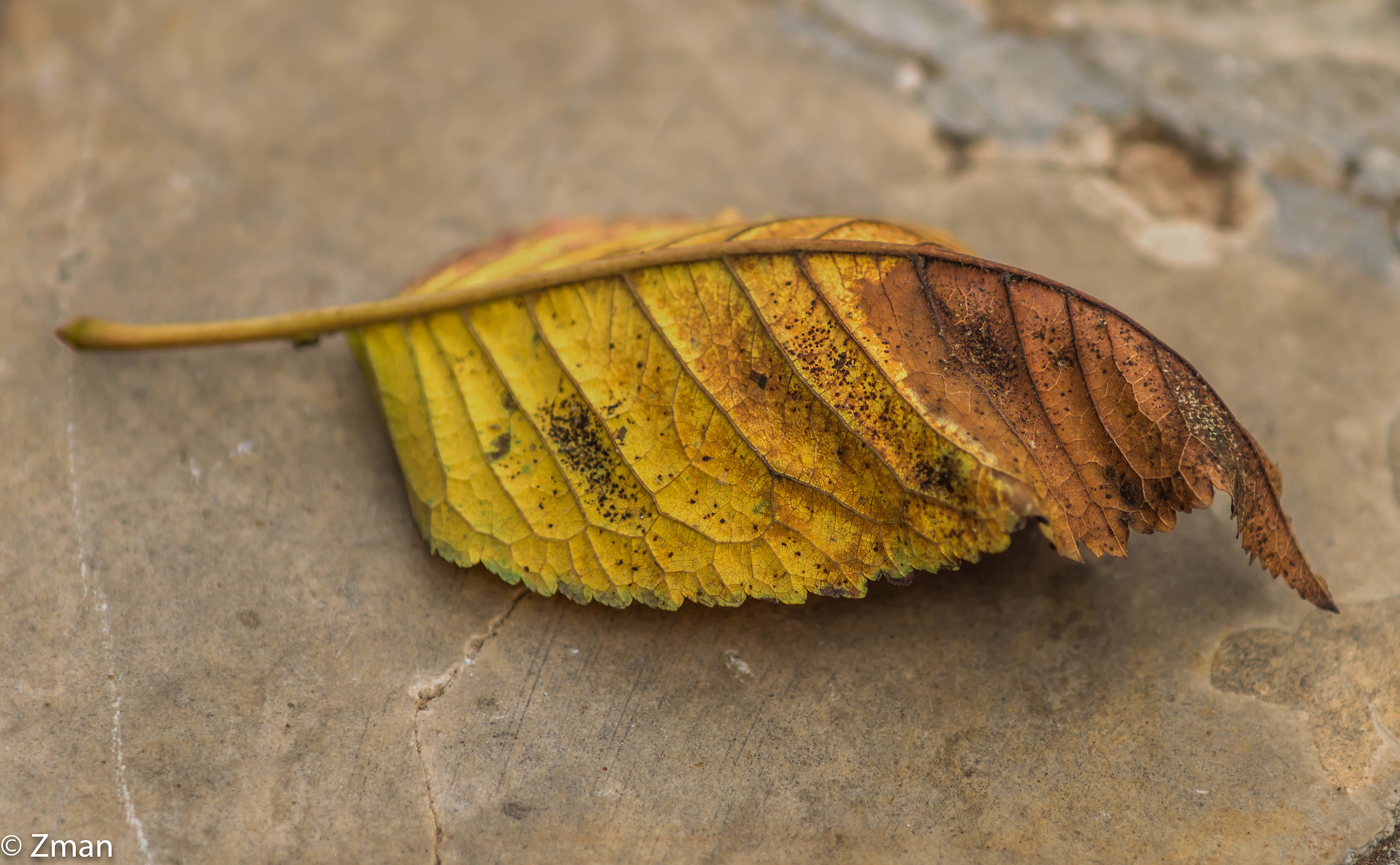 Fallen Leaf