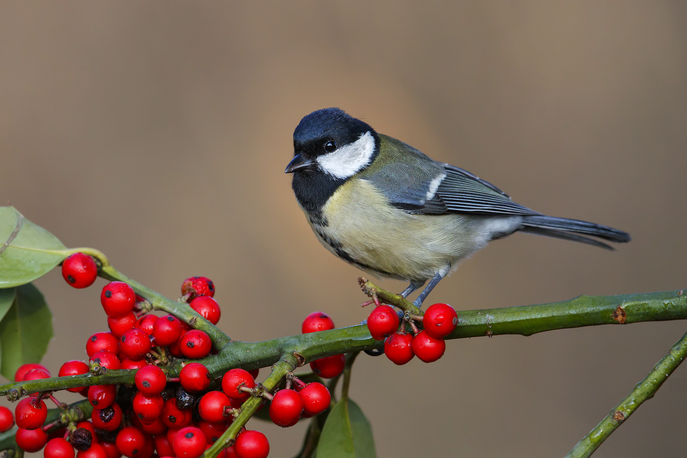 Great Tit