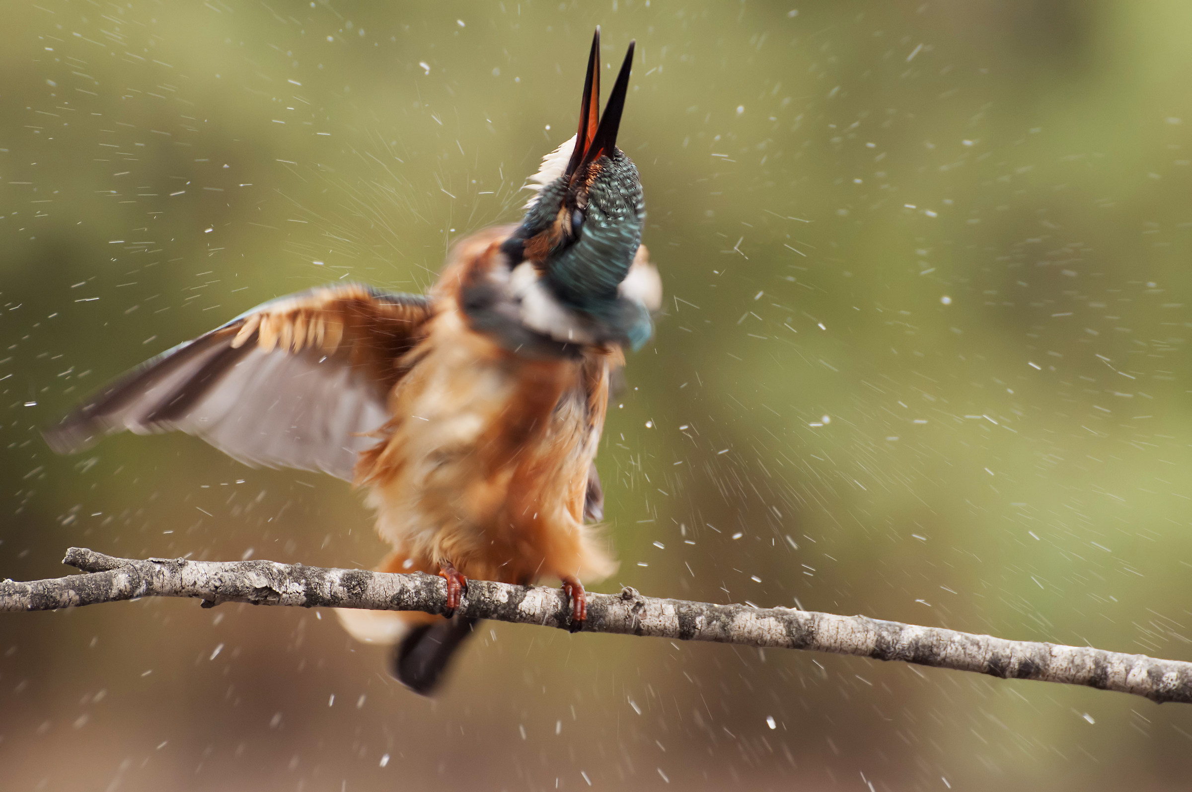Kingfisher explosion ...