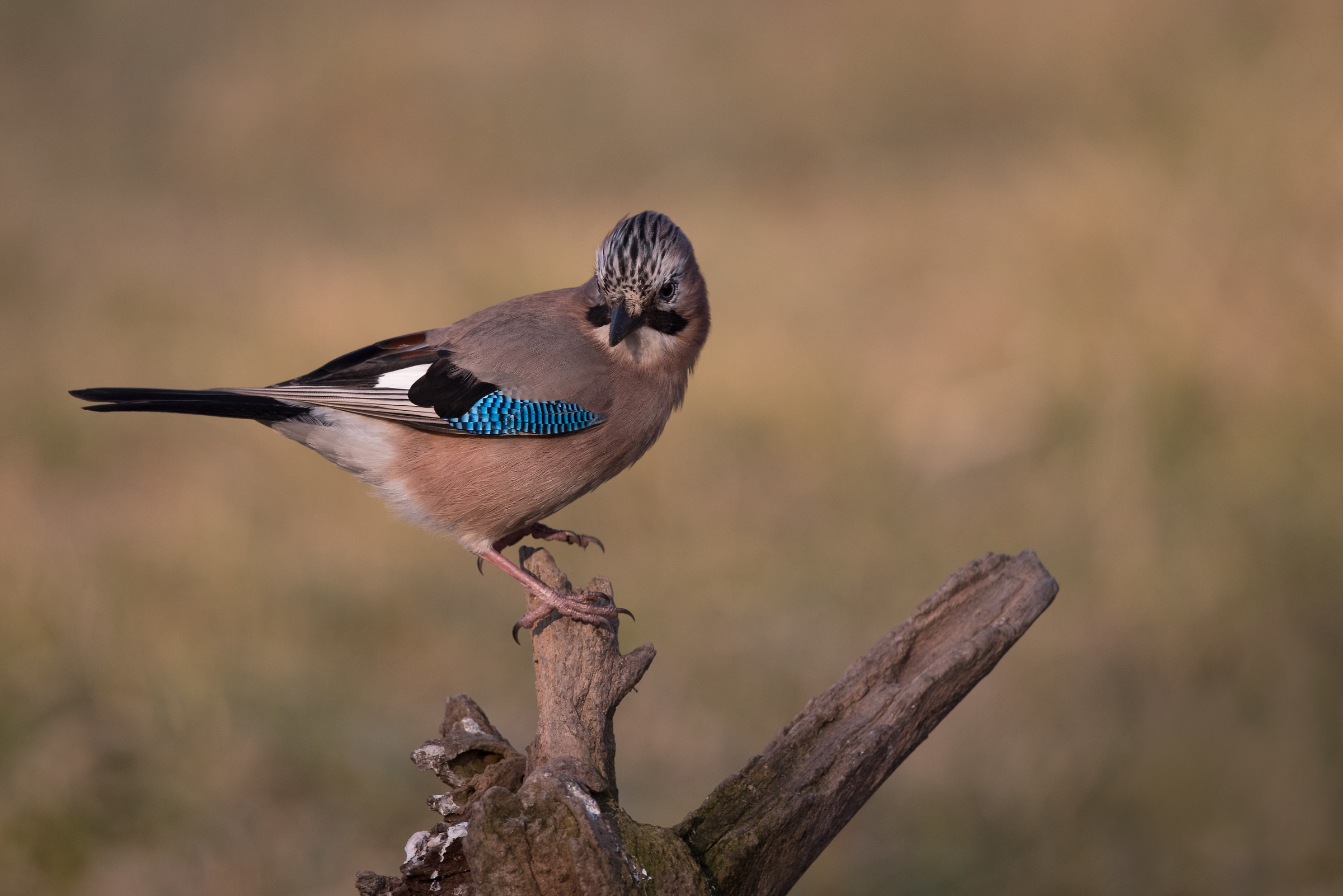 beautiful jay