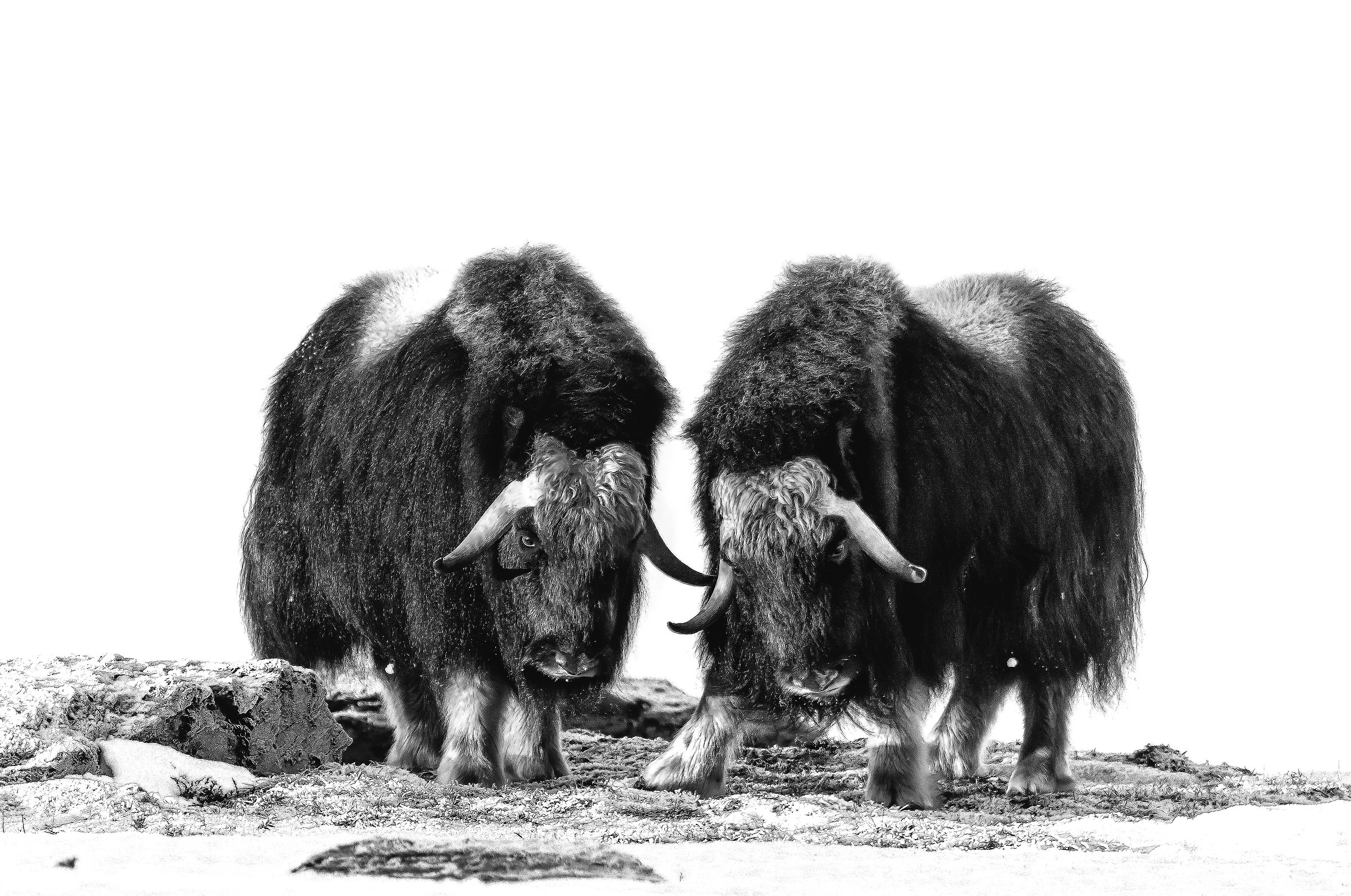 Dovrefjell 2017 - Musk ox, tra la nebbia e il gelo