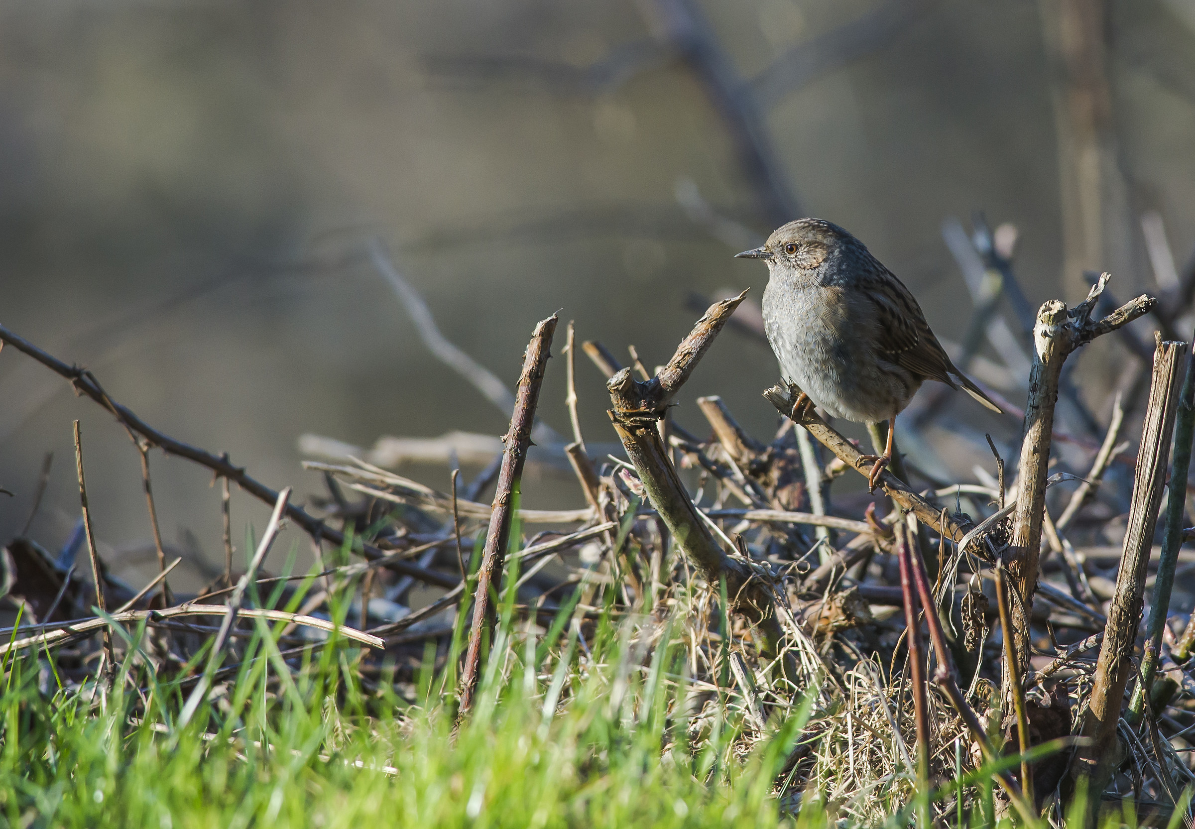 Dunnock