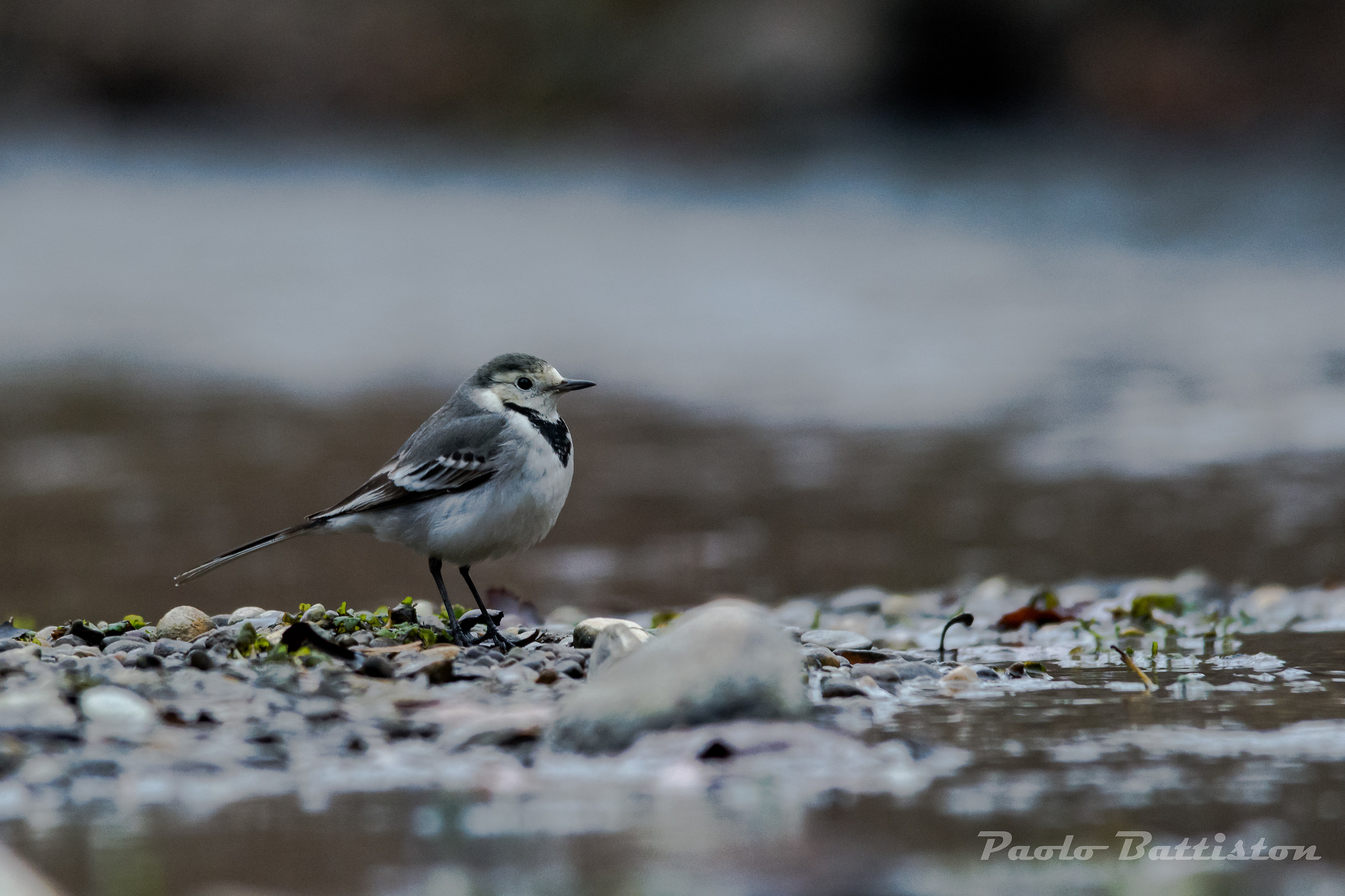 white Wagtail
