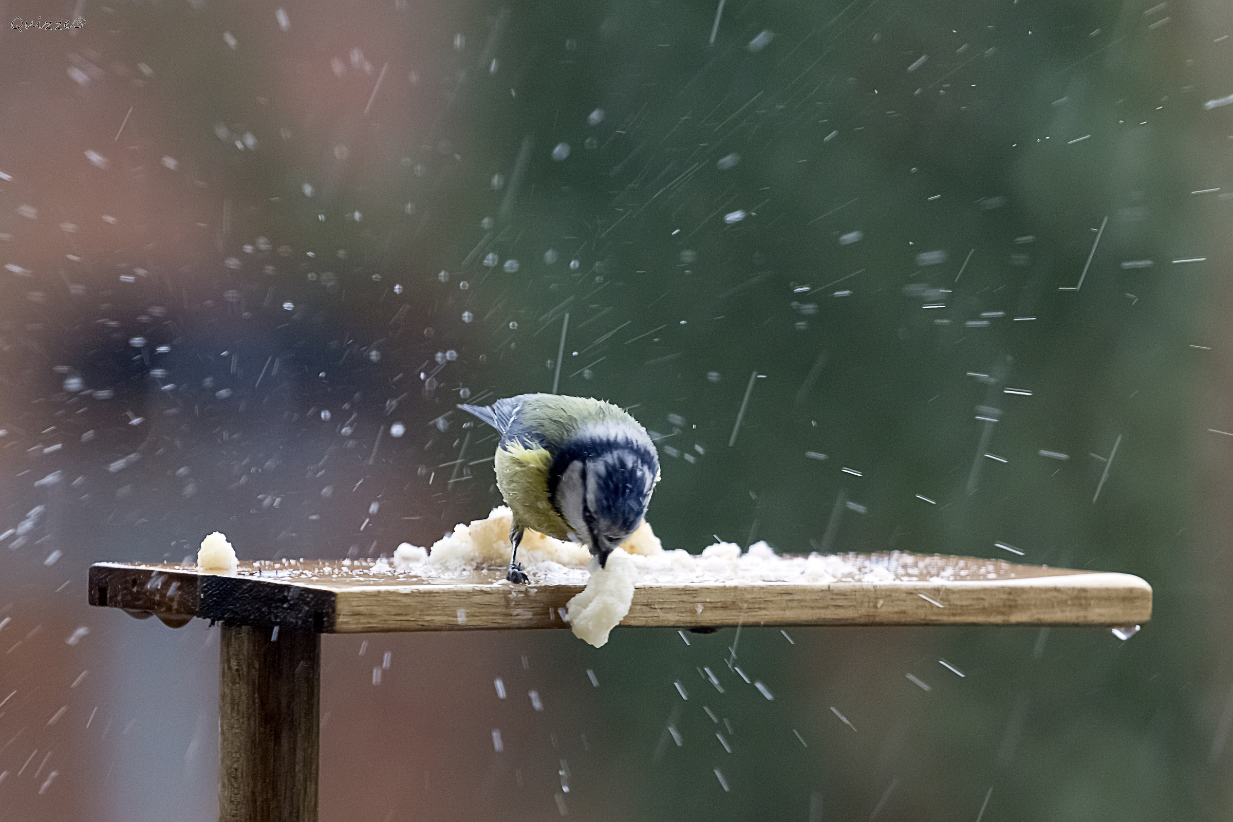 "Panzanella per pranzo"
