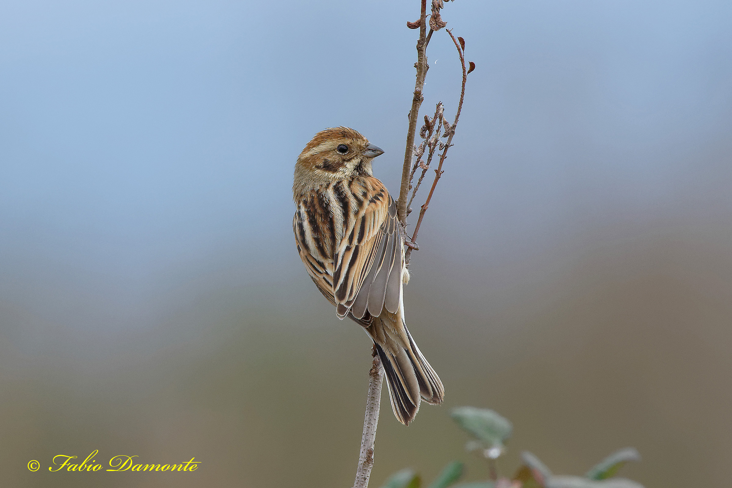 Migliarino di palude 1